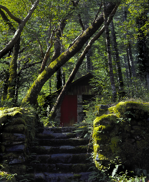 Forest Cabin